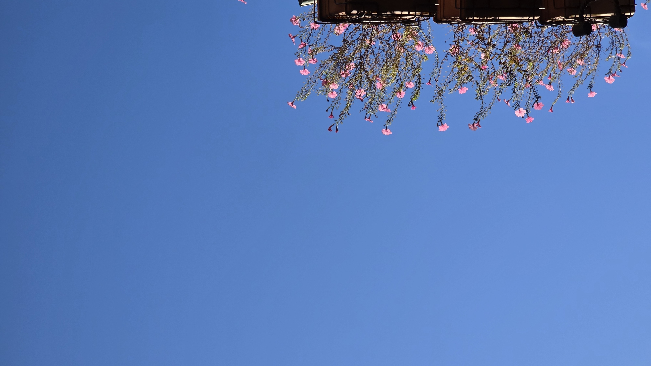 Pale blossom branching into an empty blue sky